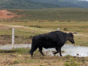 2004-YUNNAN-Buffle.jpg