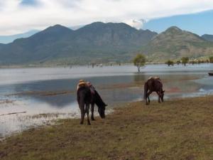 2004-YUNNAN-Chevaux.jpg