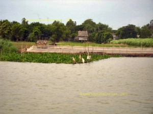 CAN_THO-Ferme_de_Poissons.JPG
