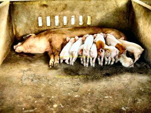 CAN_THO-Fabrique_Nouilles-TRUIE.JPG