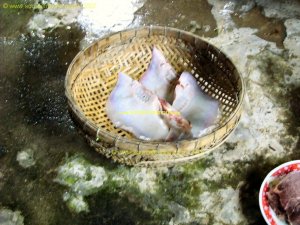 Cu_Lao_Ong_Ho-Chez_TRAN-Cuisiner_2.JPG