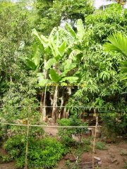 Cu_Lao_Ong_Ho-Chez_TRAN-Le_Jardin.JPG