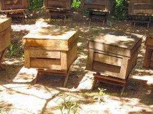 BEN_TRE-Apiculture.JPG