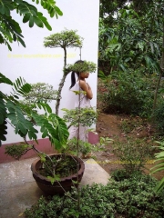 BEN_TRE-Cache-Cache-Trouvee.JPG
