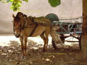 BEN_TRE-Cheval.JPG