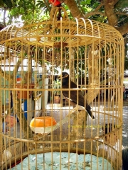 BEN_TRE-Oiseau.JPG