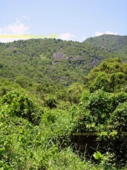 My Son-Nature