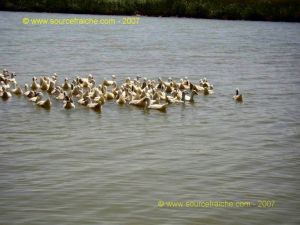 Riviere aux Parfums-Canards
