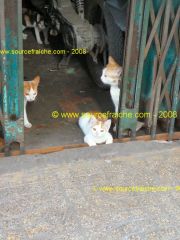 SAIGON - Chats.JPG