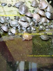SAIGON-Chua-Phuoc-Hai-tortues