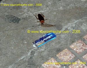 SAIGON-Cafard-géant